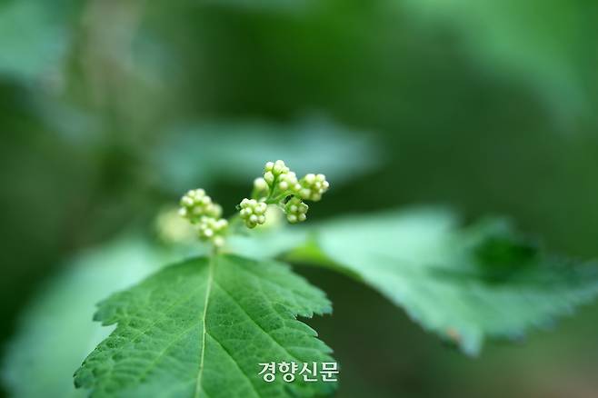 백사실 계곡 신록. 정지윤 기자