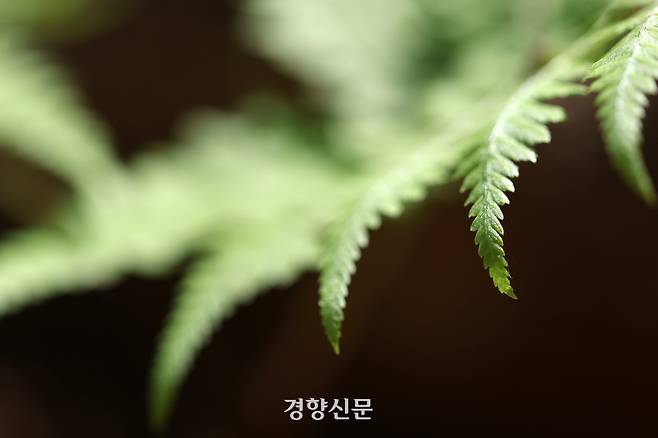 백사실 계곡 신록. 정지윤 기자