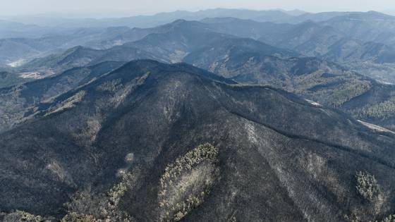 The forests of Uiseong, North Gyeongsang, were devastated by wildfires on March 28. [JOONGANG ILBO]