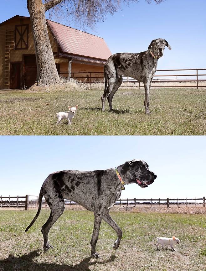 세계에서 가장 큰 개와 작은 개로 각각 기네스북에 오른 두 마리 개의 특별한 만남이 화제를 모았다. 키가 1m7㎝에 달하는 그레이트데인 '레지'와 키가 9.14㎝에 불과한 치와와 '펄'이 함께 노는 모습./사진=기네스북