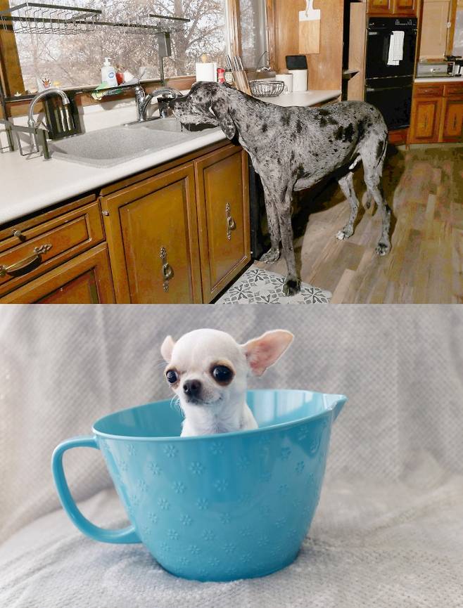 세계에서 가장 큰 개와 작은 개로 각각 기네스북에 오른 두 마리 개의 특별한 만남이 화제를 모았다. 키가 1m7㎝에 달하는 그레이트데인 '레지'와 키가 9.14㎝에 불과한 치와와 '펄'의 평소 모습./사진=기네스북