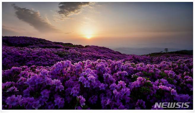 [창원=뉴시스]경남 산청·합천군 경계에 있는 황매산의 철쭉 일출.(사진=경남도 제공) 2024.05.01. photo@newsis.com