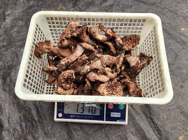 불법으로 채취한 임산물. *재판매 및 DB 금지