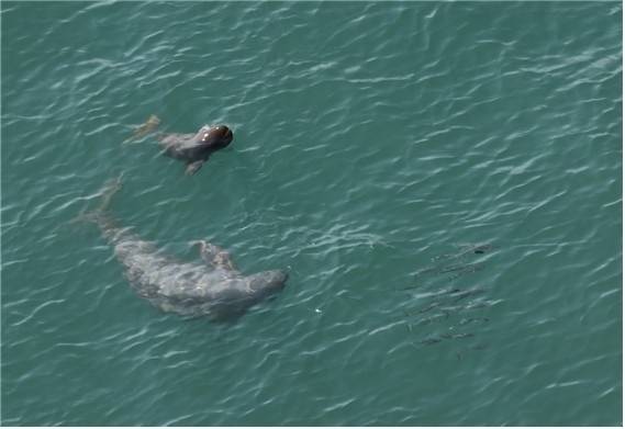 작년 1월부터 올해 4월까지 한려해상국립공원 근처 바다에서 포착된 만삭의 상괭이와 새끼. 2025.5.1 국립공원공단 제공
