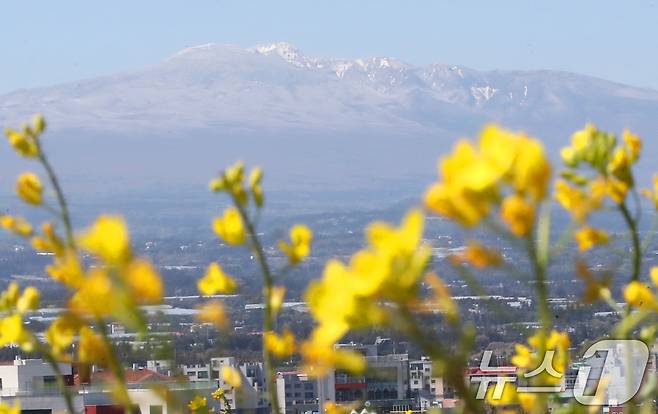 맑은 날씨를 보인 15일 오전 제주시 조천읍 서우봉에 활짝 핀 유채꽃 뒤로 전날 내린 눈이 쌓여있는 한라산이 보이고 있다. 2025.4.15/뉴스1 ⓒ News1 오현지 기자