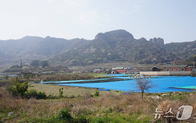 하조도에서 가장 높은 해발 234m의 돈대산. 하조도등대가 있는 신금산에서 돈대산까지 능선을 따라 등산로가 개설돼 있다. 사진 오른쪽 봉긋 솟은 돈대봉과 손가락 바위 2025.5.2/뉴스1 ⓒ News1 조영석 기자