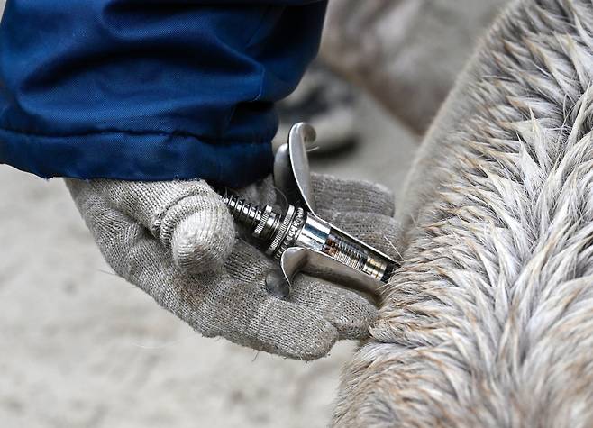 순록에게 탄저병 예방 접종을 실시하는 모습. /TASS 연합뉴스