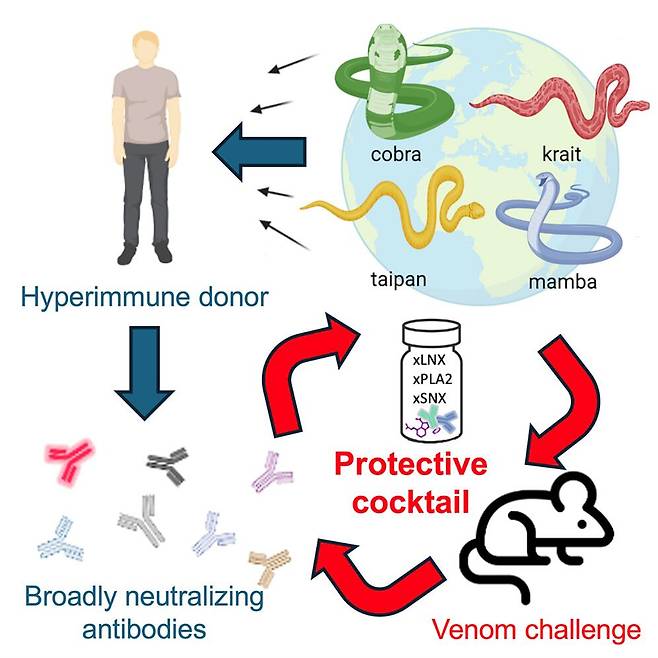 프리드에게서 추출한 인간 항체를 기반으로, 광범위한 해독제(중화 항체) 칵테일을 제조하는 개념도/셀(Cell)