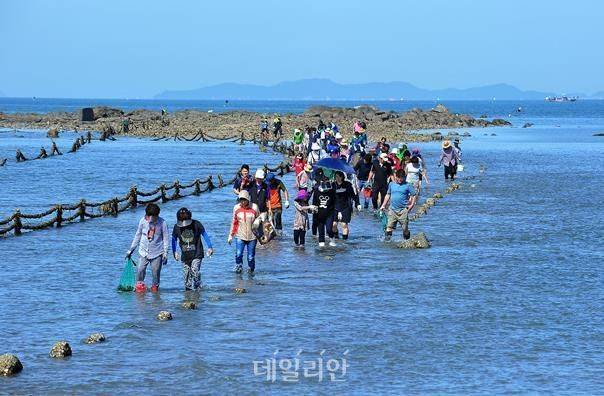 충청남도 보령시 무창포마을 '신비의 바닷길' 모습. ⓒ한국어촌어항공단
