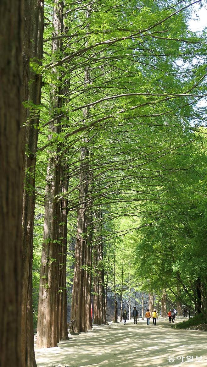 전북 순창군 강천산 군립공원 메타세쿼이아 길. 파란 하늘 아래로 나무의 푸름이 더해졌다. 길을 걷는 사람들도 푸르고, 그 그림자들도 푸르다. 신록이다.
