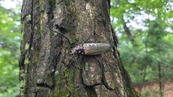 초소형 칩을 부착한 뒤 자연에 방사한 장수하늘소. 국립수목원 제공
