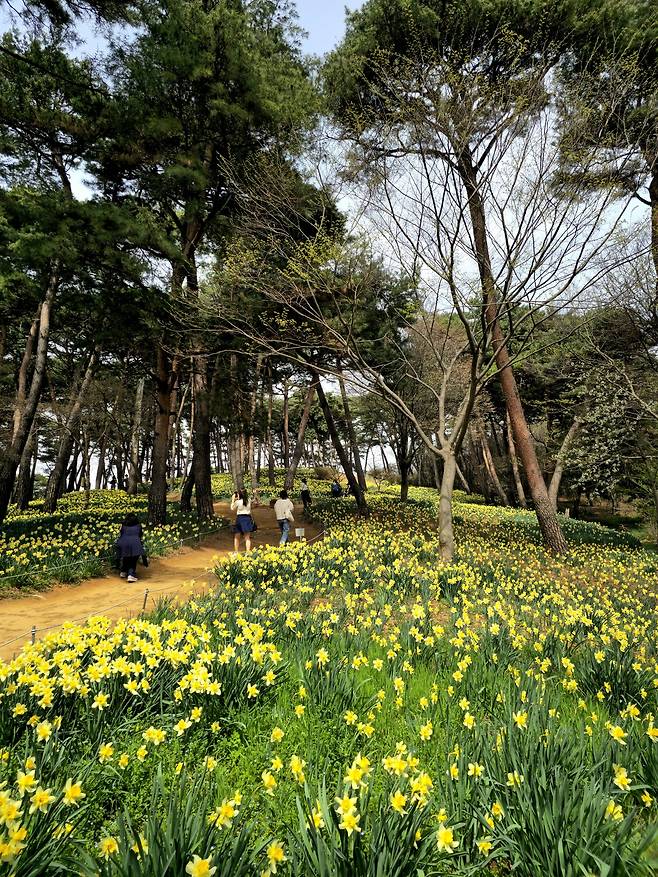 유기방 가옥 수선화.