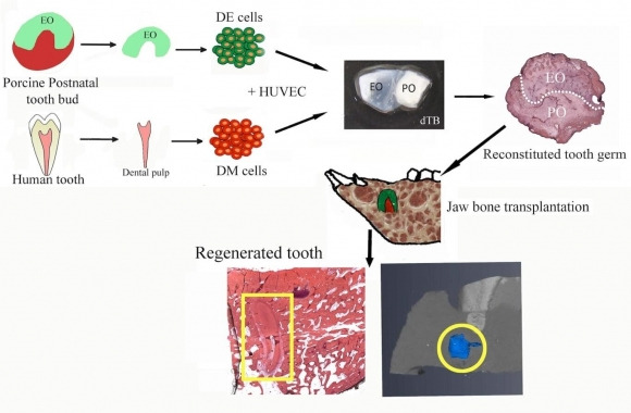 그래픽 초록. 출처 Stem Cells Translational Medicine (2024). DOI: 10.1093/stcltm/szae076