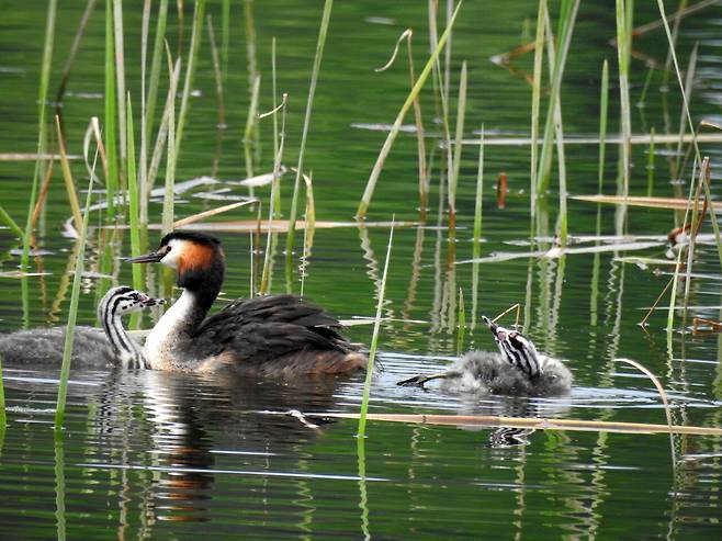 일월호수 위를 헤엄치는 뿔논병아리 어미와 새끼들. ⓒ박임자 제공