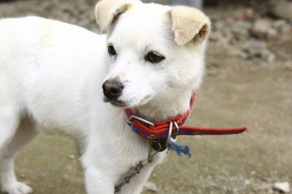실외에 줄로 묶어두는 반려견은 재난이 났을 때 피하지 못해 죽음에 이르는 경우가 많다. GETTYIMAGES