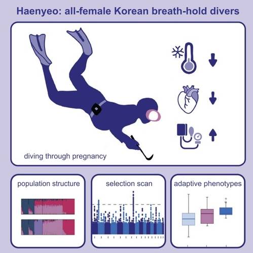잠수 활동으로 인한 제주 해녀 유전자 변이 연구 [Cell Reports / Aguilar-Gómez et al. 제공. 재판매 및 DB 금지]