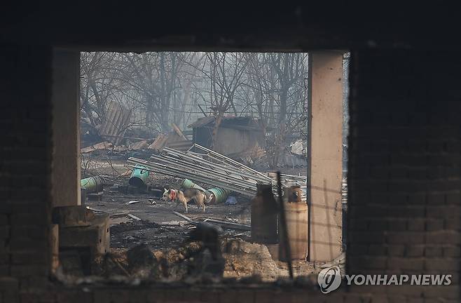 폐허가 된 가옥, 홀로 남겨진 강아지 [연합뉴스 자료사진]