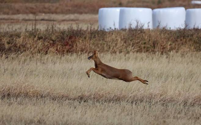 강원 강릉시 연곡면의 수확이 끝난 들녘에서 고라니가 자유롭게 뛰어다니고 있다. 연합뉴스