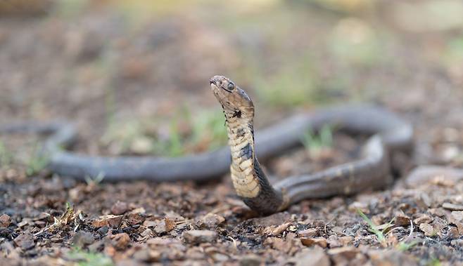 코브라. 게티이미지뱅크