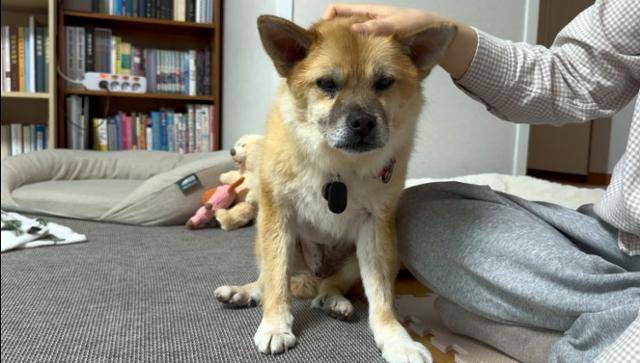 오층이를 입양하기로 결심한 보호자 다영 씨는 보호소에서 오층이가 자신을 위로해 주는 것 같은 느낌을 받았다고 말했다. 동그람이 정진욱