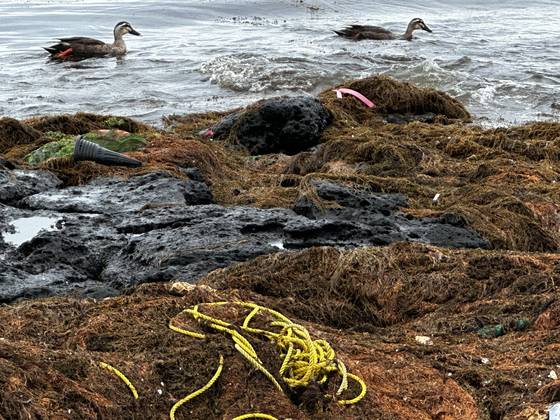 1일 오후 1시 제주시 조천읍 신흥리 해안도로 앞 갯바위에 들러붙은 괭생이모자반 사이로 오리 2마리가 힘겹게 물갈퀴질을 하고 있다. 최충일 기자