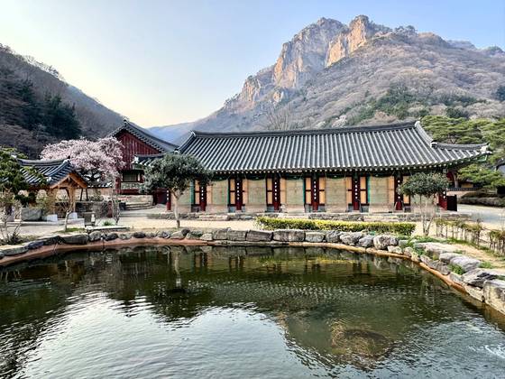 장성 백암산 자락의 백양사. 절과 백암산 백학봉이 어우려져 있다. 스님이 불경을 외우는데 어느 날 흰 양이 백학봉에서 내려와 법화경 외우는 소리를 듣고 있었기에 이 절을 백양사로 부르기 시작했다고 한다. 백암산도 백양산이란 별칭을 갖게 됐다. 김홍준 기자