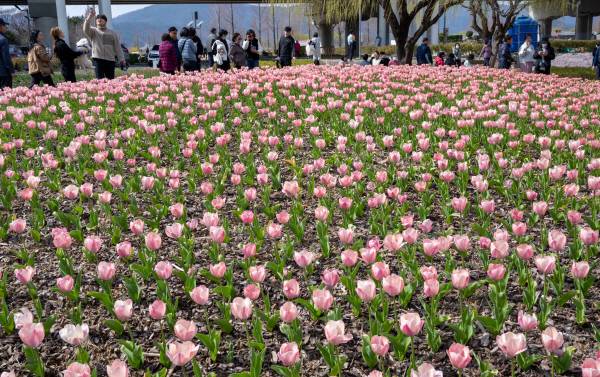 북구 화명생태공원을 방문한 시민이 활짝 핀 튤립을 보며 봄기운을 만끽하고 있다. 이원준 기자windstorm@kookje.co.kr
