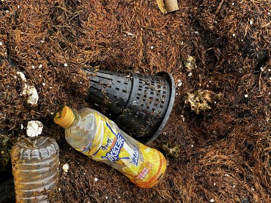 Plastic bottles with Chinese characters are seen tangled among a thick mass of dark brown seaweed known as Sargassum horneri coating the black volcanic rocks along the coast of Sinheung-ri in Jocheon-eup, Jeju City, on May 1. [JOONGANG PHOTO]