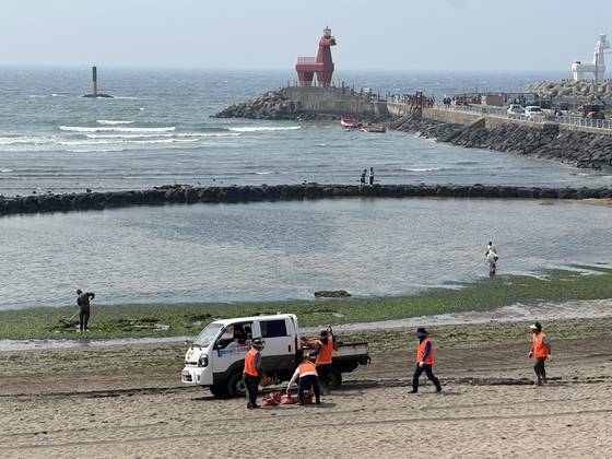 Jeju City officials are seen clearing away seaweed at Iho Beach in Jeju on May 7, 2024. [JOONGANG PHOTO]