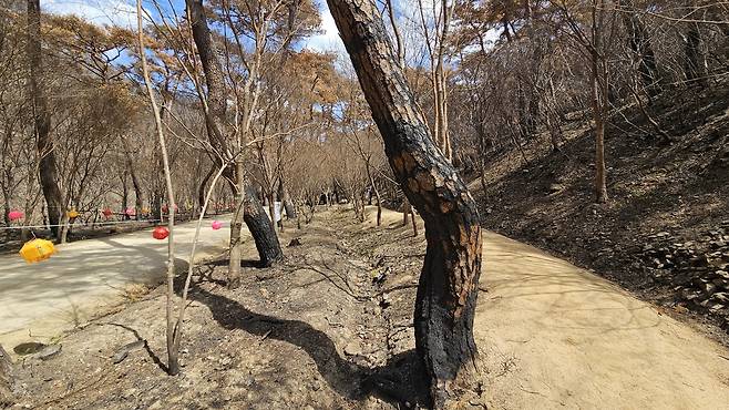 고운사 소나무 숲길 나무 밑동이 숯처럼 검게 그을려 있다.