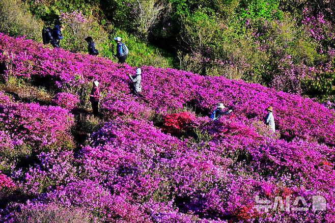 [합천=뉴시스] 차용현 기자 = 4일 오전 경남 합천군 황매산 정상에 화려한 철쭉이 꽃망울을 터뜨려 장관을 이루고 있다. 매년 5월이면 만개하는 황매산 철쭉은 전국 최대 규모로 올해도 어김없이 봄의 절정을 알리며 수많은 상춘객을 유혹하고 있다. 2025.05.04. con@newsis.com