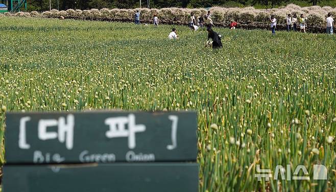 [서귀포=뉴시스] 우장호 기자 = 맑은 날씨를 보인 4일 오후 제주 서귀포시 표선면 보롬왓 농장에서 열린 '파릇파릇 대파축제'에서 입장객들이 대파 구워 먹기 체험을 하며 즐거운 시간을 보내고 있다. 2025.05.04. woo1223@newsis.com