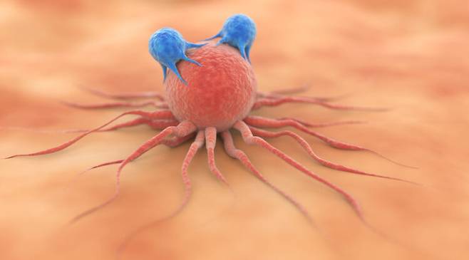 암세포를 공격하고 있는 T세포. [사진=게티이미지뱅크]