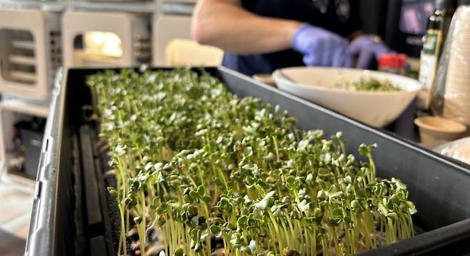 딥 스페이스 푸드 챌린지에 참가한 아일랜드 팀 인터스텔라 랩(Interstellar Lab)은 우주에서 식물을 재배할 수 있는 폐쇄적 순환 스마트팜 시스템을 개발했다. 사진은 2023년 기술 발표회에 앞서 무순 새싹을 준비하는 모습. NASA / Jonathan Deal 제공