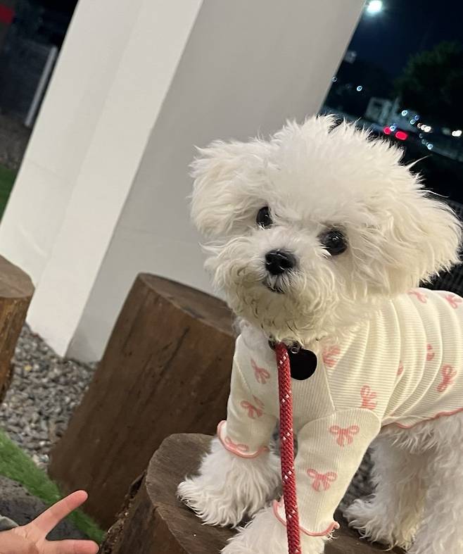 IMG_2317.jpeg 오늘도 해피해피한 우리 강아지