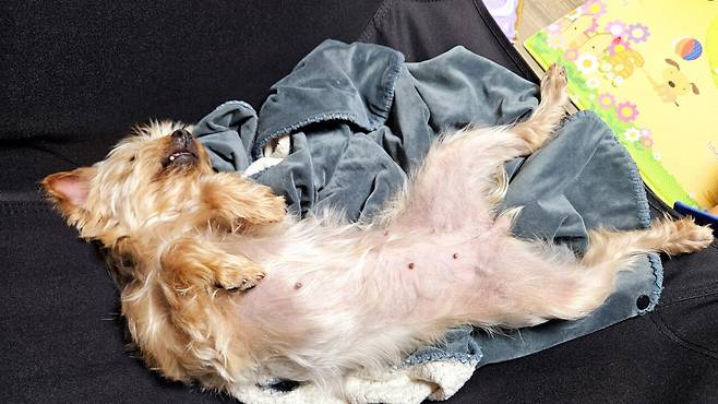 20250504_221914.jpg 저녁 아들 연습경기라 와이프 생일 기념 피자 치킨 배달ㅋㅋㅋ