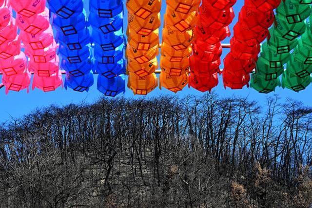 지난 3월 경북 의성 지역 산불로 큰 피해를 본 고운사 경내에 부처님오신날을 앞두고 형형색색의 연등이 검게 탄 나무들을 감싸안고 있다. 의성=왕태석 선임기자