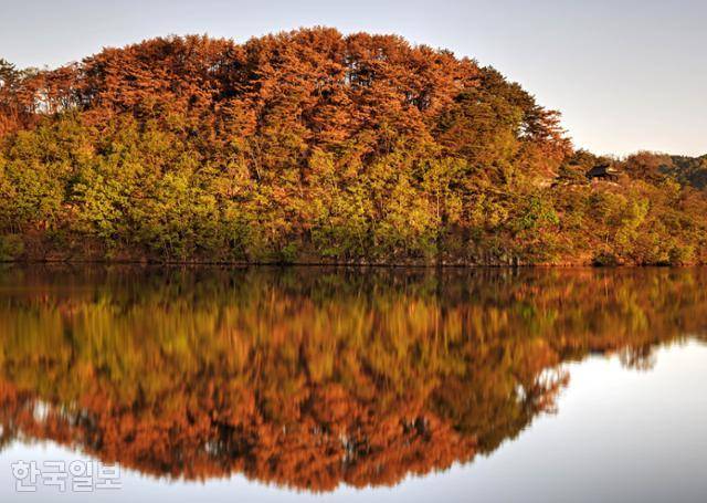 경북 안동의 대표적인 자연 문화유산이자 수백 년 역사를 지닌 백운정과 개호송 숲이 지난 3월 산불로 인해 처참하게 변했다. 검게 타버린 나무와 마른 가지들이 이른 새벽 햇살에 붉게 물들어 마치 가을 단풍처럼 보인다.
