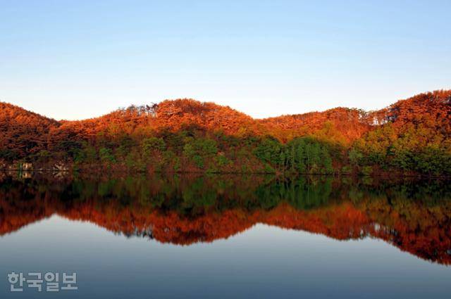 경북 안동 백운정 주변에 검게 타버린 나무와 마른 가지들이 이른 새벽 햇살에 가을 단풍처럼 붉게 물들어 있다.