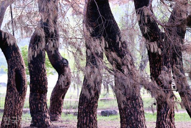 화마가 할퀴고 지나간 경북 개호송 숲의 소나무 잎사귀들이 누렇게 말라가며 비현실적인 풍경을 자아내고 있다.
