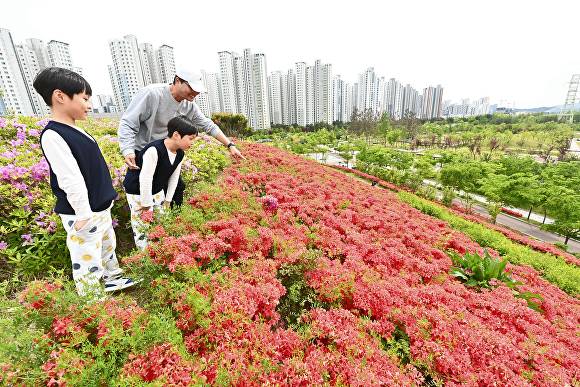 붉게 물든 철쭉 앞에서 아빠가 두 아이에게 꽃을 가리키며 설명하고 있다. [사진=하남시]