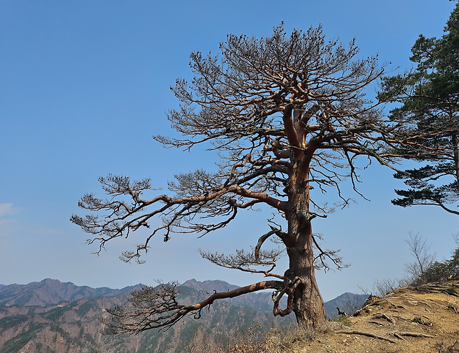 울진소광리의 고사한 대완소나무[남부지방 산림청 제공]