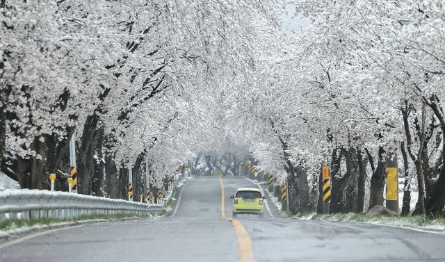 지난달 14일 경남 함양군 백전면 50리 왕벚꽃터널에 밤새 내린 눈이 하얗게 쌓여있다. 사진 제공=경남 함양군