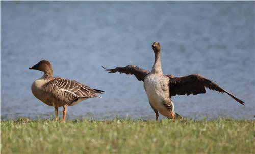 날갯짓하는 큰기러기 [촬영 유형재]
