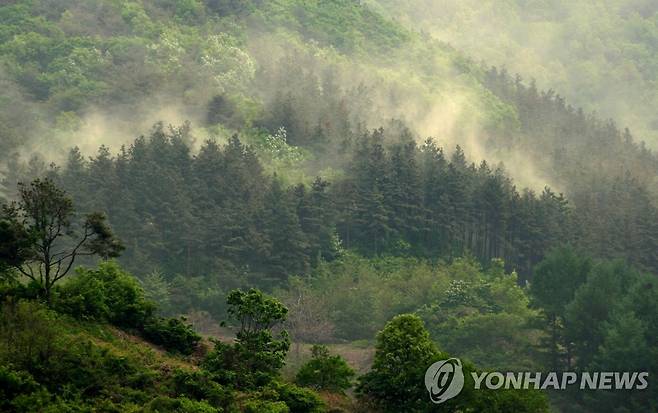 송홧가루 내뿜는 소나무들 [연합뉴스 자료사진]