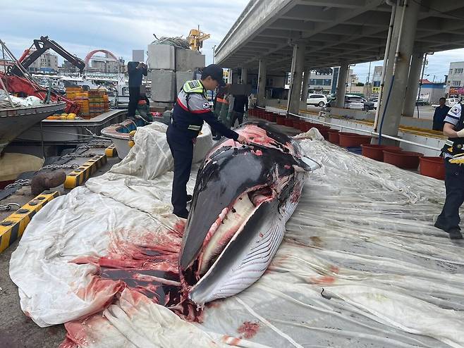 혼획된 밍크고래. /포항해양경찰서 제공