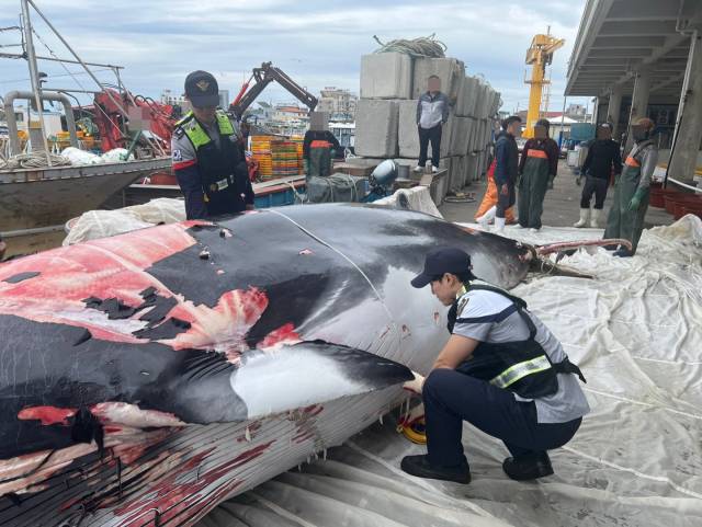 포항해양경찰서는 5일 포항시 남구 호미곶 강사 동방 약 2해리 해상에서 어선 A호(7.93톤급)로부터 양망작업 중 고래 혼획 신고를 접수했다. 혼획된 고래는 길이 7m 67cm, 둘레 4m로 측정되었으며, 국립수산과학원 고래연구센터에 의뢰한 결과 암컷 밍크고래로 확인됐다. 연합뉴스
