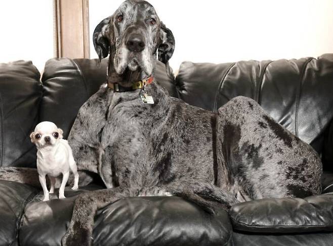 세계에서 가장 큰 개 레지널드와 가장 작은 개 펄. 기네스 세계 기록