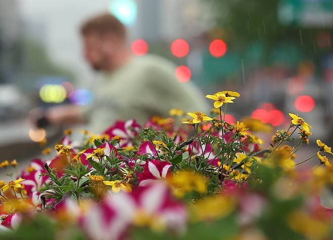 서울 종로구 세종로사거리에 심어진 화단 뒤로 한 외국인이 길을 지나고 있다. /연합뉴스