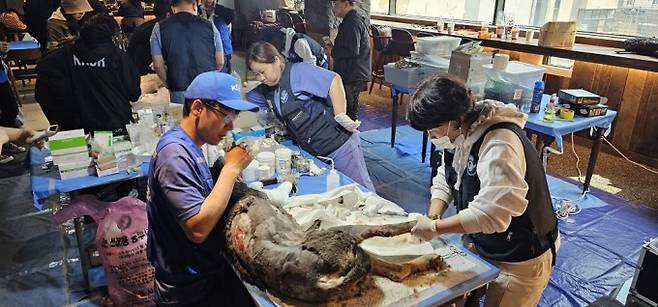 산불 피해 지역에서 구조된 동물들. 이흥식 명예교수는 "사람복지도 미흡한데 동물복지라니 받아들이기 어려울 수 있지만 하나의 건강을 이해하면 쉽게 풀릴 문제"라고 설명했다. 루시의 친구들 제공